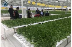 China NFT Hydroponic Pipe And Pipeline System For Efficient Vegetable Cultivation supplier
