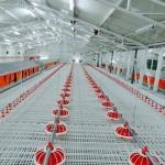 Durable Chicken Duckling Poultry Slat Flooring for sale