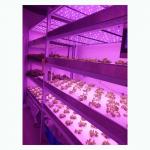 Movable Microgreens Grow Rack Indoor Vertical Farm Environment Friendly for sale
