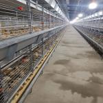 Hot Galvanized Battery Cage Poultry Drinking System for sale