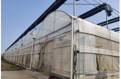 China Multi Span Film Vegetables Greenhouse In Hot Climate With Sprinkler Irrigation System supplier