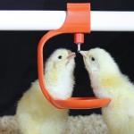 Chicken Coop Watering System Poultry Drinking Line Parts Feeder Drinker for sale