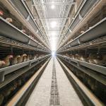 Modern Poultry Cage Automatic Layer And Broiler 3 Tiers 4 Tiers H A Type Battery Poultry Chicken Cage for sale