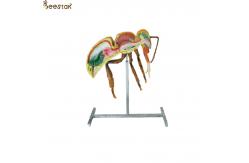 China Apiculture Tools Beekeeping Equipment 60cm 110cm Height bee anatomy model supplier