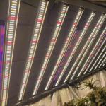 RedFarm 1500W Horticulture LED Grow Light Samsung LM301H Osram 660nm 730nm for sale