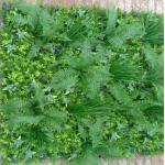 Building Roof Beautification Balcony Decorative Grass Wall Low Maintenance PE for sale