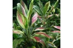 China Bonsai Stunning Cordyline Artificial Potted Floor Plants 190cm Height supplier