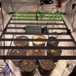 Full Spectrum Hydroponic LED 800watt Lm301b Grow Light for sale