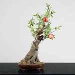 Height 65cm Artificial Potted Floor Plants Pomegranate Tree Corner Table Decoration for sale
