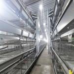 4 Doors q235 H Type Battery Broiler Equipment 3 Layers Poultry Shed for sale