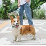 Retractable Pet Traction Rope Leash Stretch 3M Dog Leash For Walking for sale