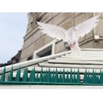 Animol Control 24 Holes Anti Bird Perch , Anti Pigeon Fence Spikes