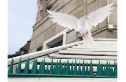 China Animol Control 24 Holes Anti Bird Perch , Anti Pigeon Fence Spikes supplier