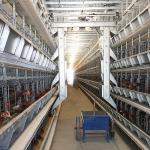 SGS 3-10layers Automatic Poultry Feeding System H Shape Commercial Use for sale