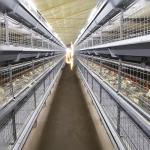 Durable H Frame Broiler Chicken Cage Automatic Hopper Trolley Feeding for sale