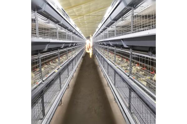 Durable H Frame Broiler Chicken Cage Automatic Hopper Trolley Feeding