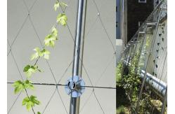 China Architectural Surface Stainless Steel Wire Rope Mesh Green Plant Climbing Wall Netting supplier