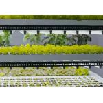 Steel Structure Hydroponic System Container Greenhouse for Vertical Farming Solution