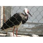 SS 304 / 316 Animal Enclosure Netting Rust Protection Acid / Alkalinity Resisting