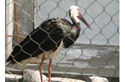 China SS 304 / 316 Animal Enclosure Netting Rust Protection Acid / Alkalinity Resisting supplier