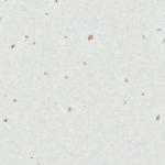 3.0mm Thickness Homogeneous Flooring Sustainable High Stain Resistance
