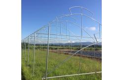China Umbrella Galvanized Greenhouse Frames Single Span Tropical Tunnel Automatic Vent supplier