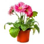 Manufactures wholesale PP plastic material   flower container pots for sale