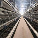 Battery 192 Birds Layer Hen Cage , SGS W1200mm Broiler Poultry Equipment for sale