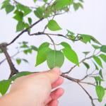 Frabric Leaves Artificial Banyan Tree Complex Branch Interior Decoration