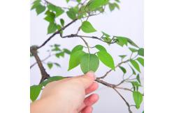 China Frabric Leaves Artificial Banyan Tree Complex Branch Interior Decoration supplier