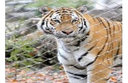 China High Tensile Strength Wire Rope Mesh Fencing Easy Fold For Animal Enclosure supplier