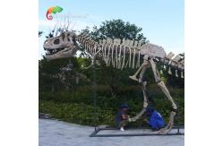 China length 15m Museum Quality Dinosaur Replicas T Rex Skull water repellent supplier