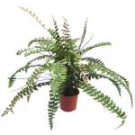Plastic Artificial Potted Floor Plants Boston Fern Leaves For Decor for sale