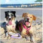 Best Interactive Knotted Rope Triangle Tug Training Toysfor Large Dogs