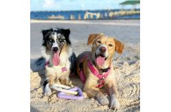 China Best Interactive Knotted Rope Triangle Tug Training Toysfor Large Dogs supplier