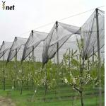Durable Anti Hail Net 50m 100m Bird Netting For Grape Vines And Apple Tree for sale