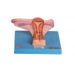 Female Inner Genital Organ Model Shows Coronal Section Of Ovary And Ureter for sale