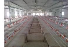 China Automatic feeding pan system poultry feed pan cheap modern style supplier