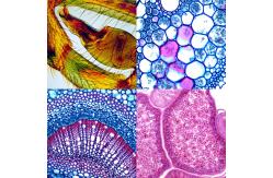 China Laboratory Compound Optical Microscope 1000x supplier