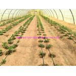 1g/m Stable Agricultural Tomato Tying Twine High Tenacity Different Colored for sale
