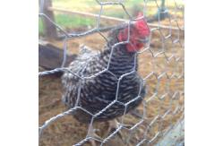 China BWG18-22 Hexagonal Wire Mesh Reverse Twist Rabbit Wire Mesh supplier