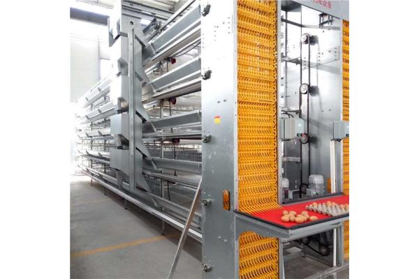 Stable Performance Automatic Egg Collection System Smooth Running With Belt