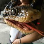 Manual Control Custom Snake Hand Puppet Waterproof / Weatherproof