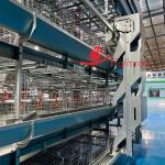 Low Malfunction Rate Poultry Feeding System Exact Control For Pullet Chicken Farming for sale