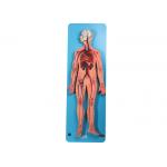 Circulatory System Anatomy Model Include Arteries And Vein For Training for sale