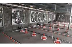 China OEM Broiler Floor System 380V Broiler Flat Raising Whole House System supplier