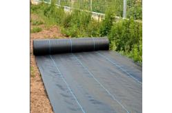 China Black Ground Cover Fabric For Garden Bed Cover And Orchard supplier