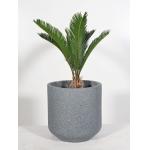Wholesale Real Plant Display With Fiber Clay Planters Decoration