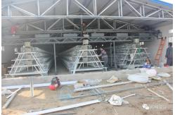 China 5 Tiers Layer Chicken Cage Gantry Feeding Egg Laying Chicken Coop supplier