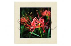 China Eco Friendly Plastice 3D Lenticular Printing Service Picture Nature Landscape supplier